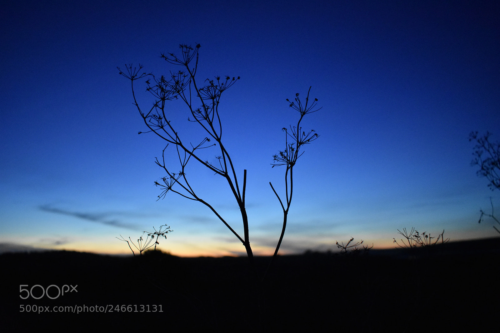 Nikon D3400 sample photo. Blue sunset photography