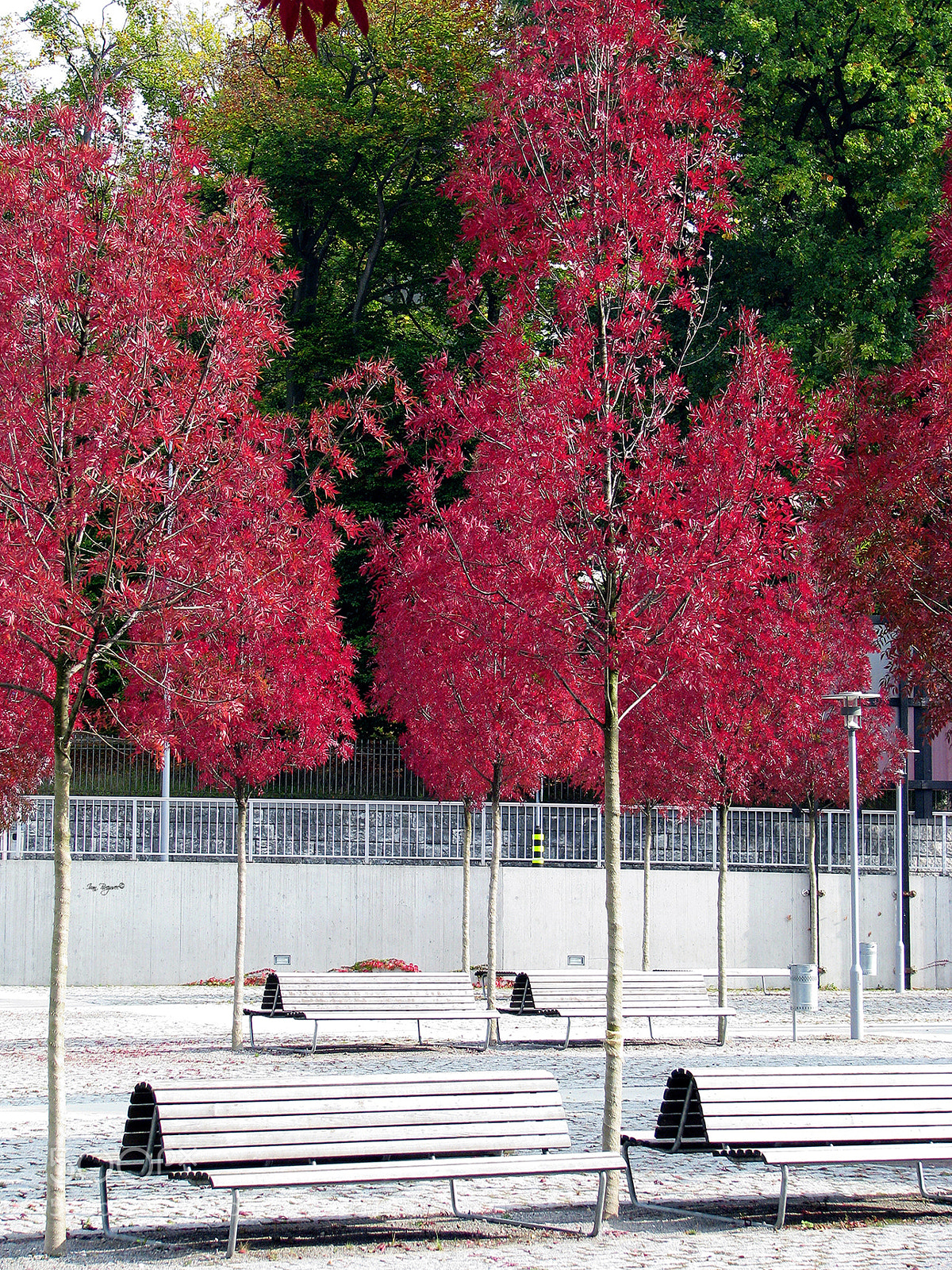 Canon POWERSHOT S5 IS sample photo. Red and green in photography