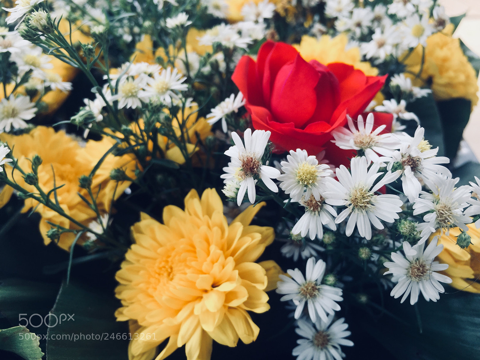 Apple iPhone 6 Plus sample photo. Colourful flowers photography