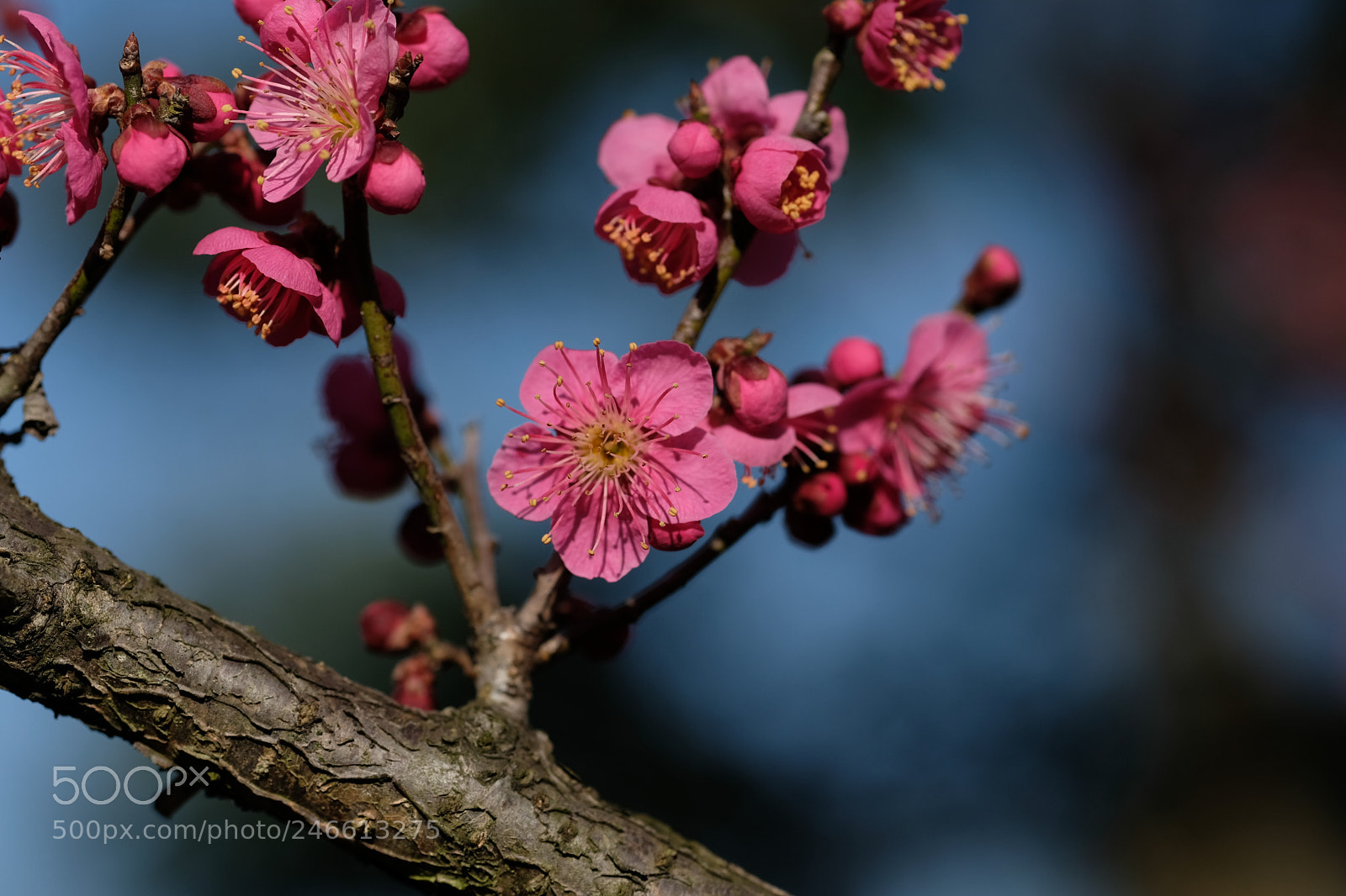 Fujifilm X-T2 sample photo. Untitled photography