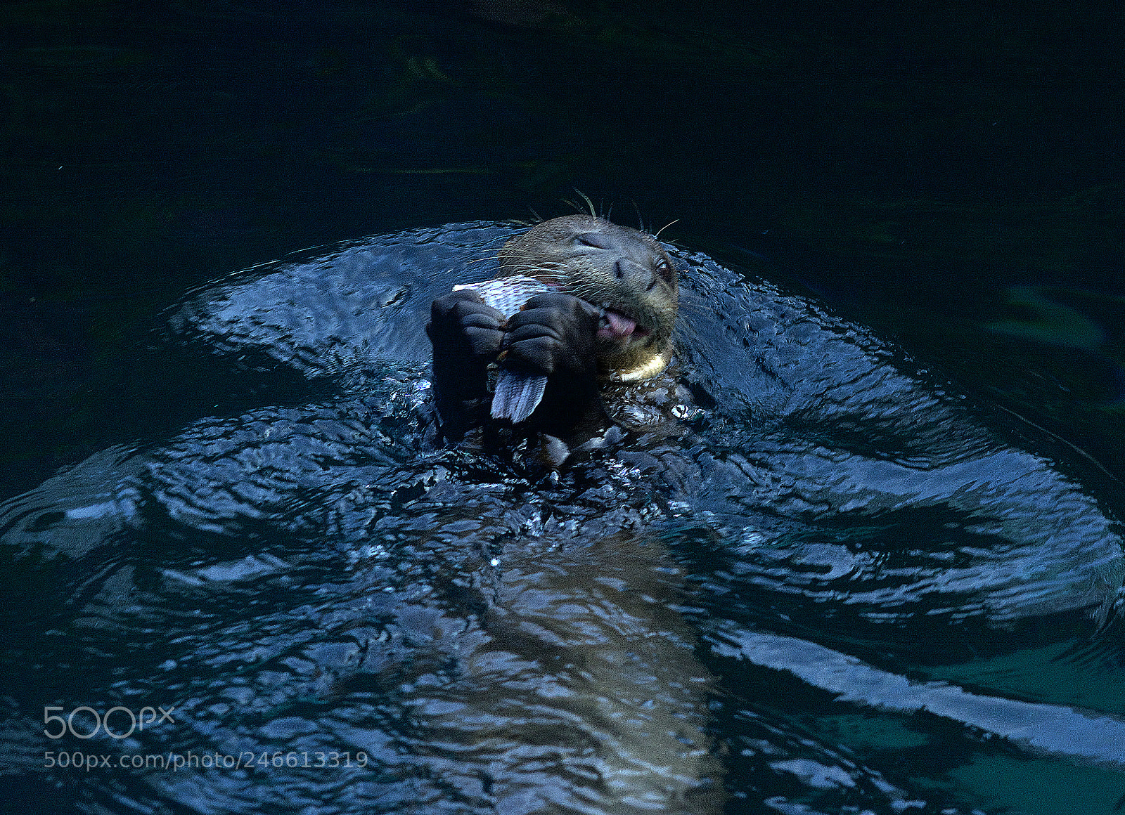 Nikon D7100 sample photo. Otter photography