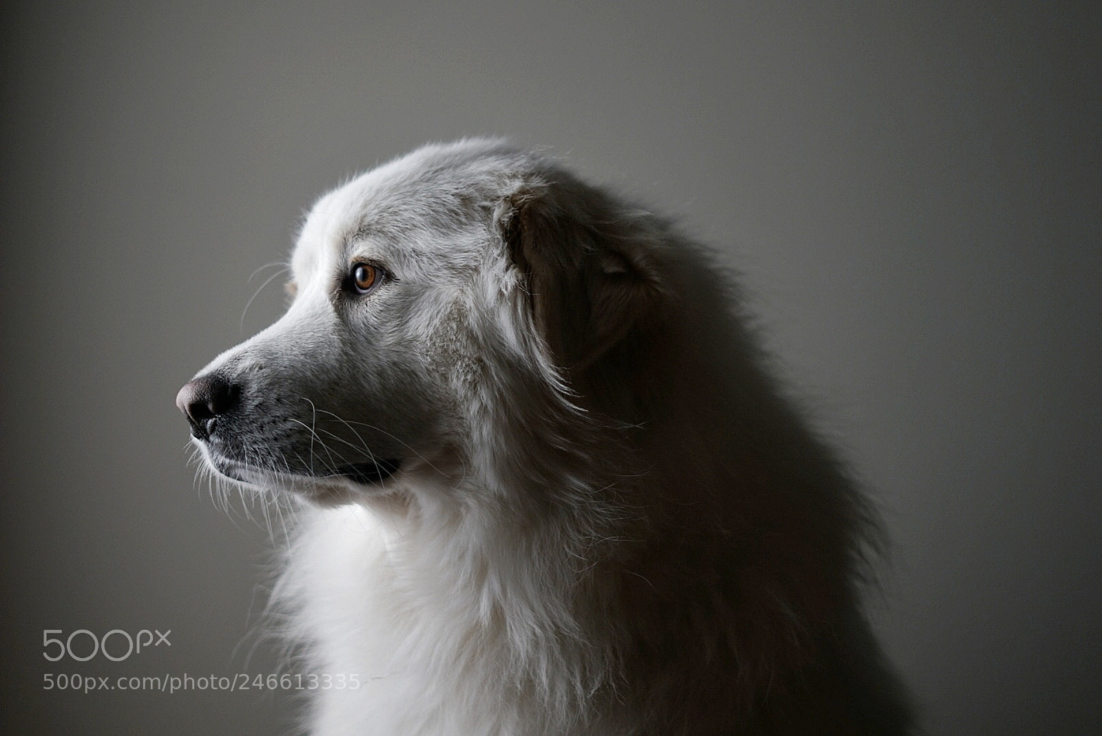 Sony a7R II sample photo. Man's best photography