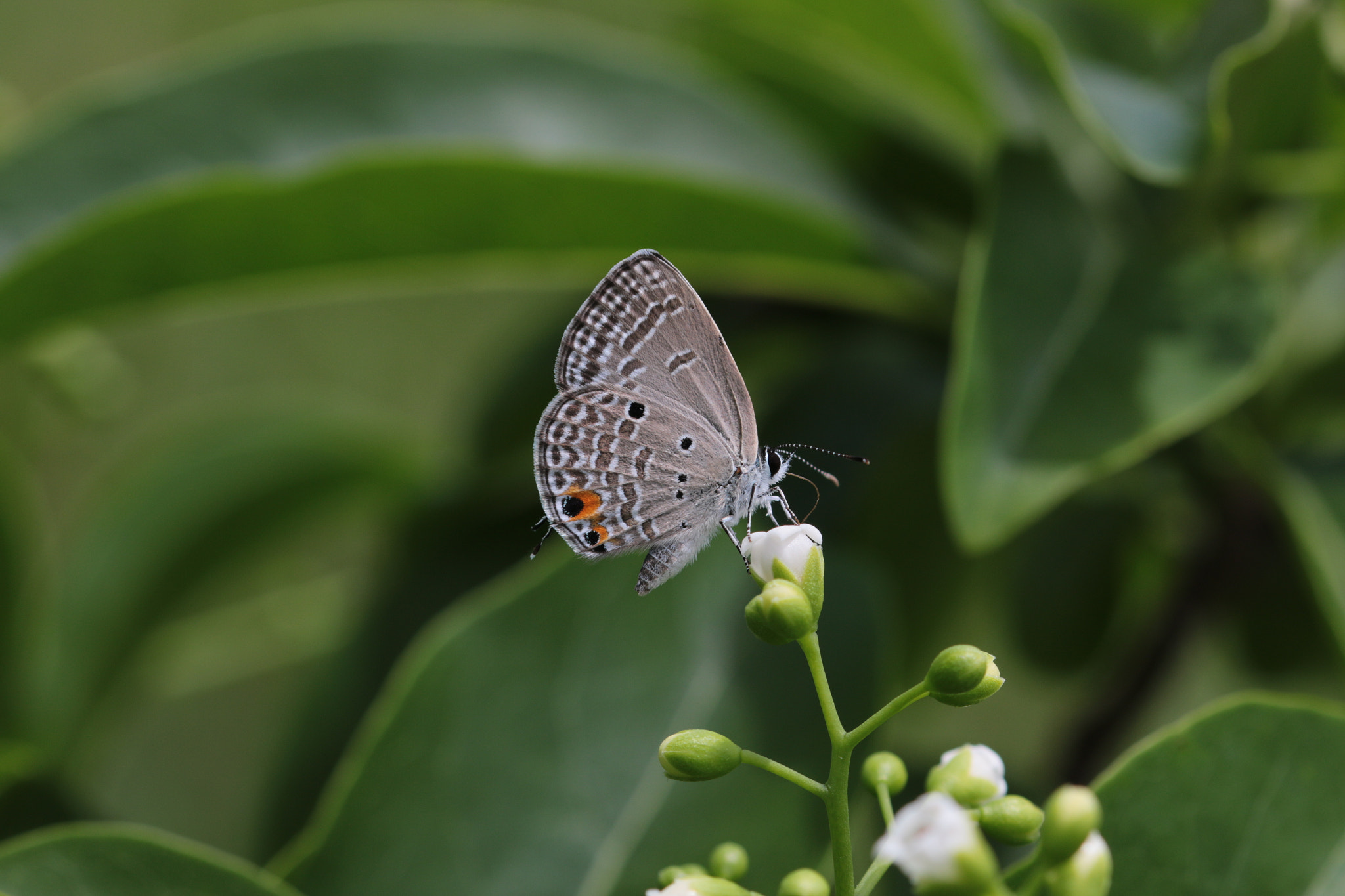 Canon EF 22-55mm f/4-5.6 USM sample photo. Butterfly on a flower photography