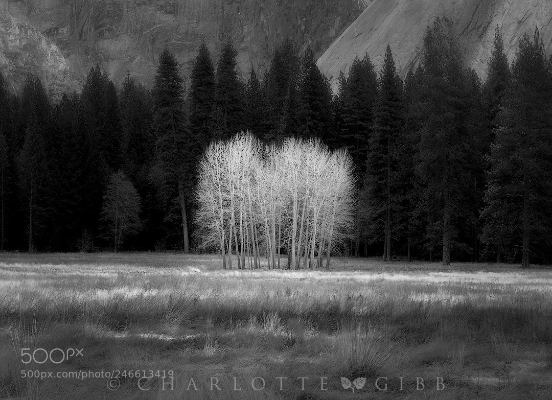 Sony a7R II sample photo. Ahwhanee meadow cottonwoods in photography