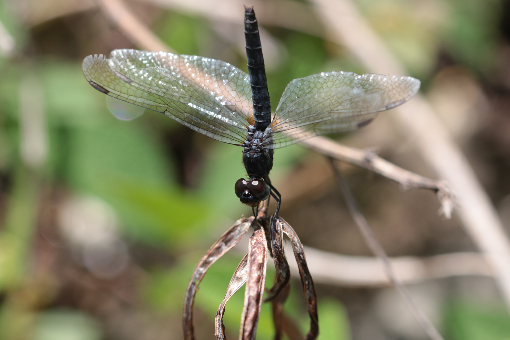 Canon EOS 70D + Canon EF 22-55mm f/4-5.6 USM sample photo. Dragon fly resting on a stick photography