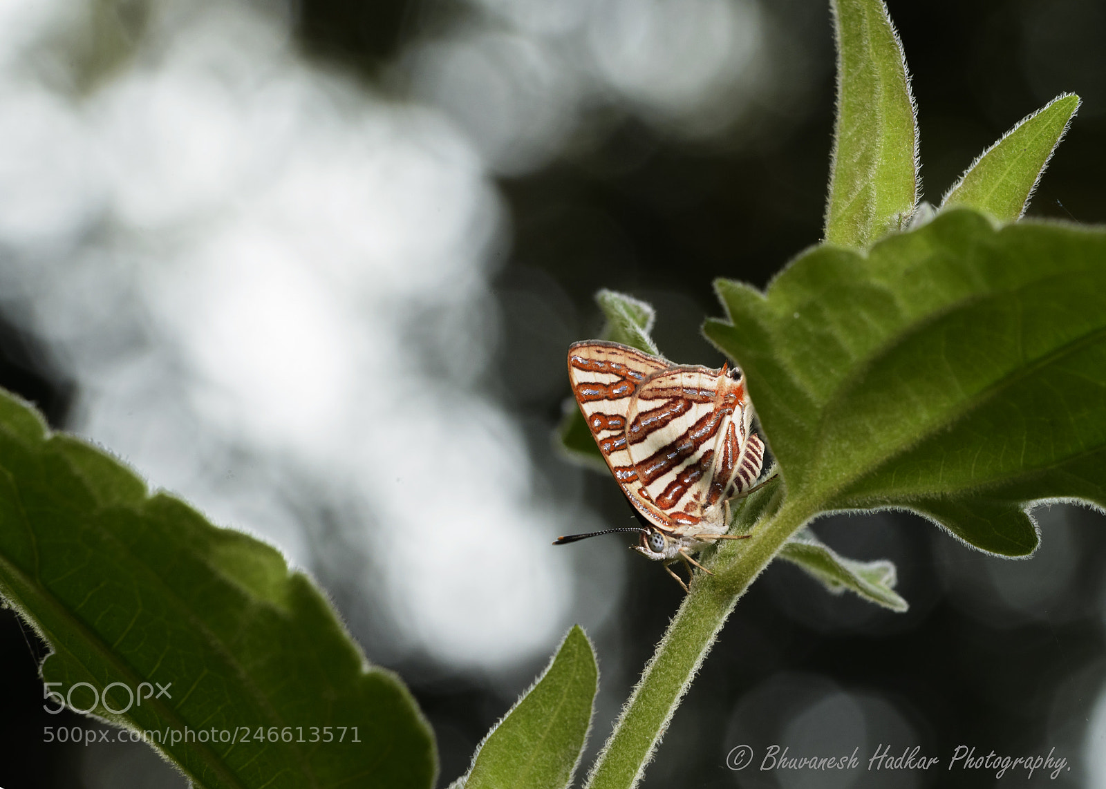 Nikon D800 sample photo. Common silverline! photography