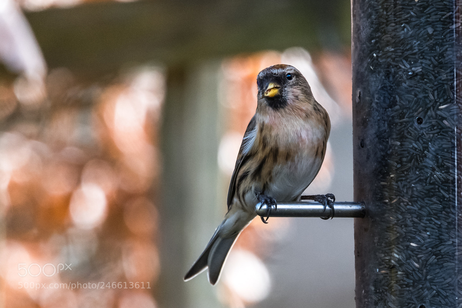 Nikon D850 sample photo. Lesser redpoll photography