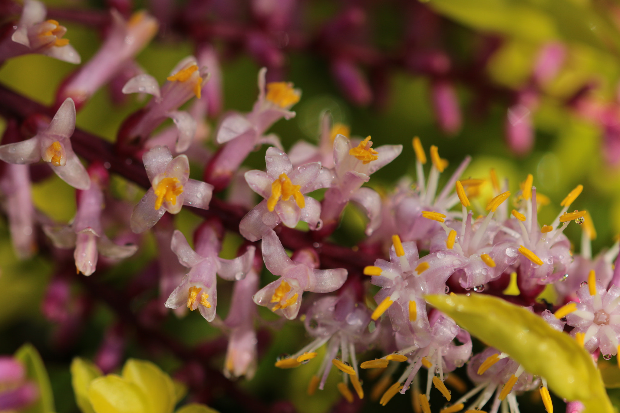 Canon EOS 70D + Canon EF 22-55mm f/4-5.6 USM sample photo. Spray of tiny pink flowers photography