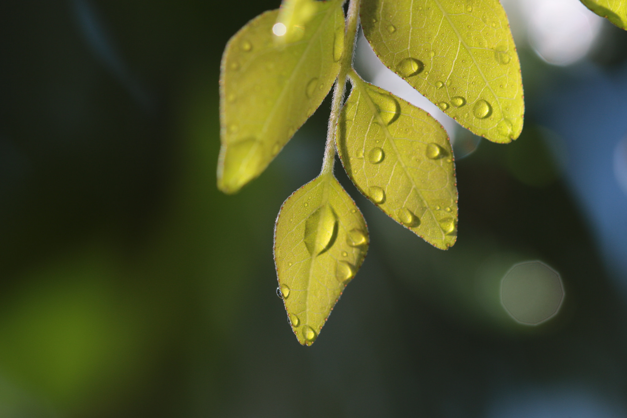 Canon EF 22-55mm f/4-5.6 USM sample photo. Rain drops on  leaf photography