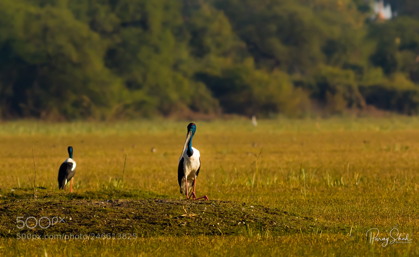 Canon EOS 550D (EOS Rebel T2i / EOS Kiss X4) sample photo. Black necked stork photography