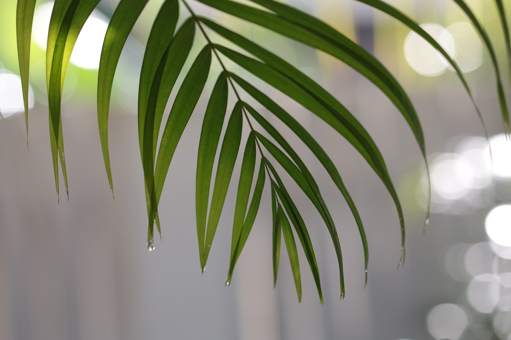 Canon EOS 70D + Canon EF 22-55mm f/4-5.6 USM sample photo. Rain drops on palm leaves thro sunshine photography