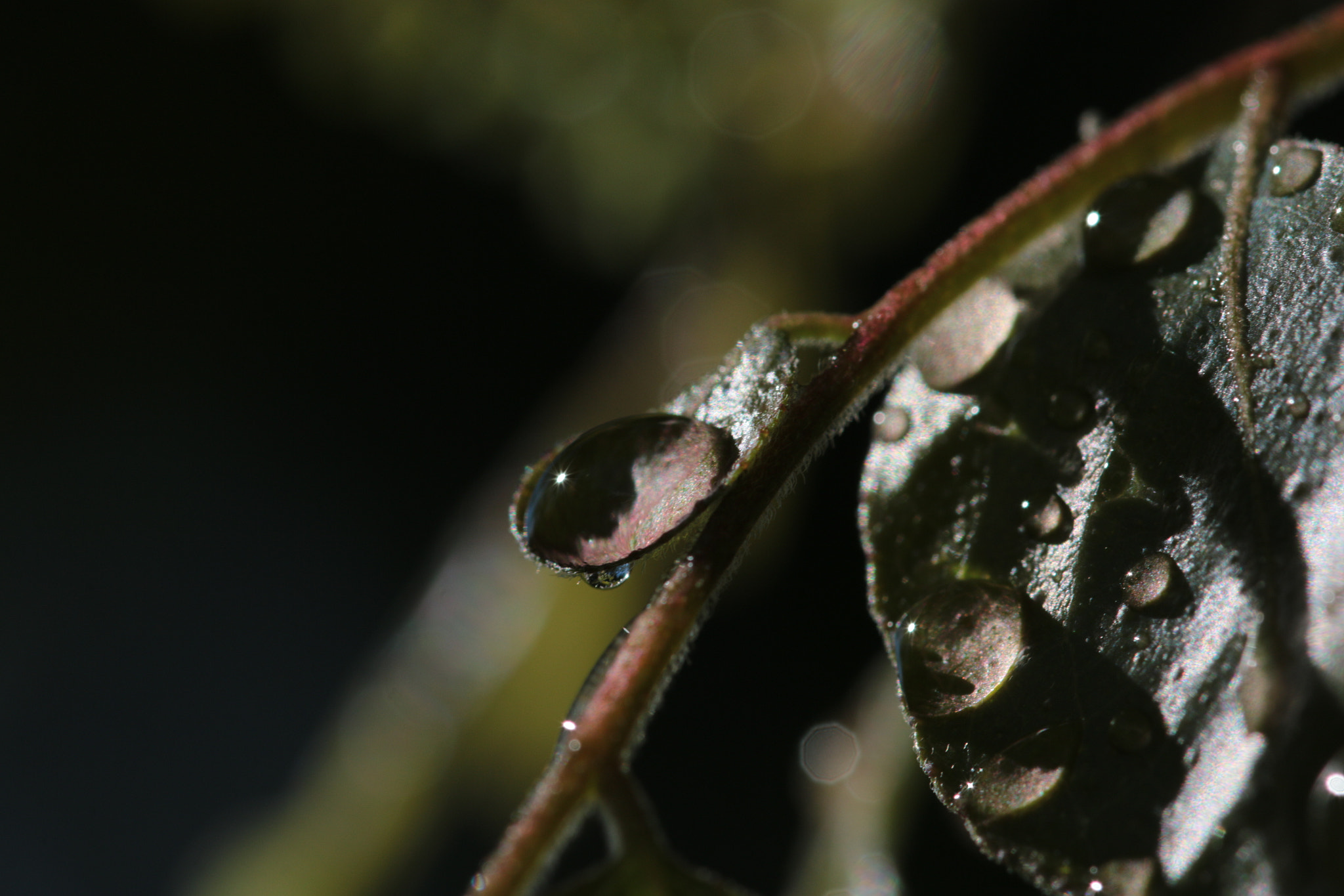 Canon EOS 70D + Canon EF 22-55mm f/4-5.6 USM sample photo. Raindrops on a leaf photography