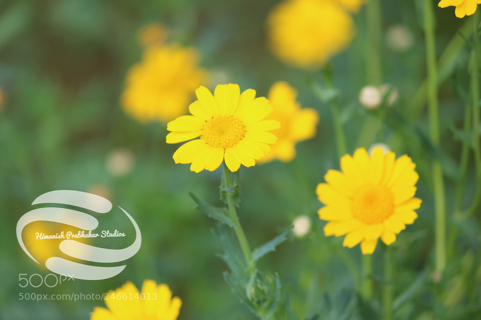 Canon EOS 700D (EOS Rebel T5i / EOS Kiss X7i) sample photo. Yellow buddies photography