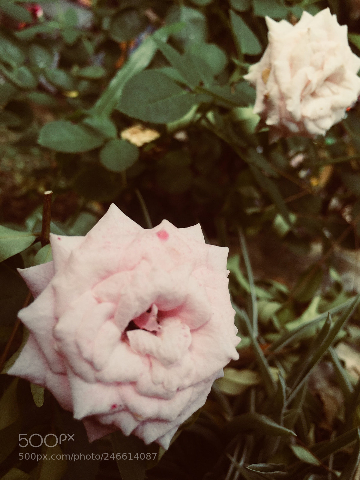 Apple iPhone 6 Plus sample photo. Dramatic pink roses photography