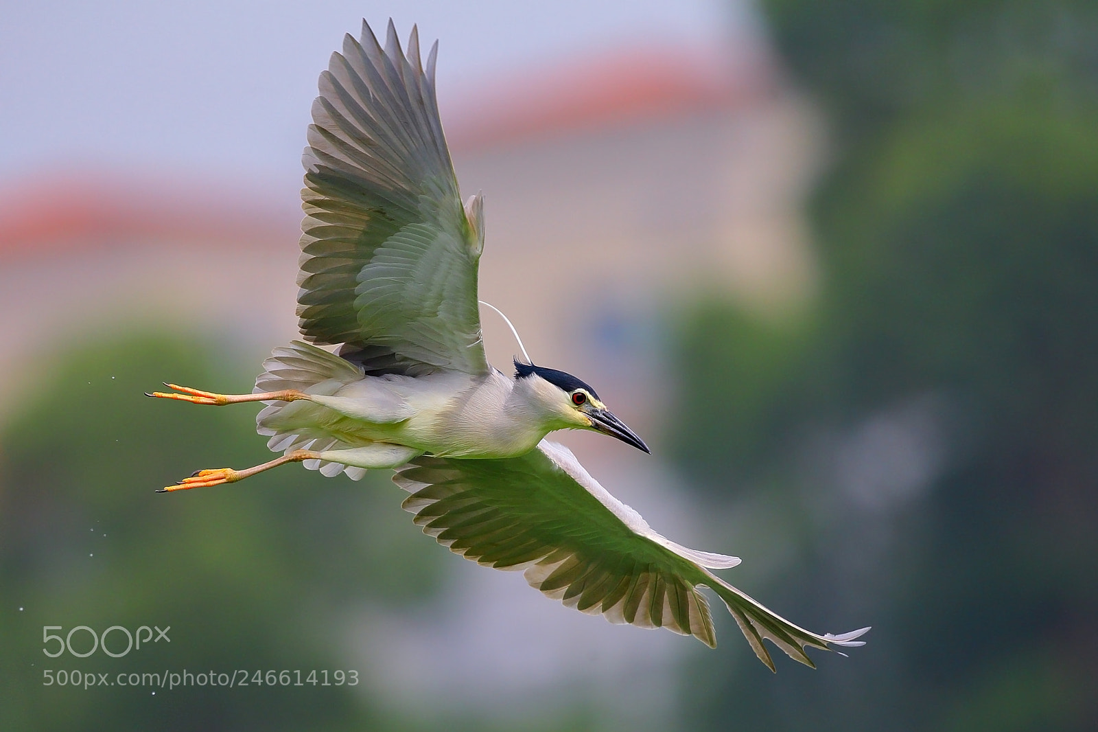 Canon EOS-1D X sample photo. Fly photography