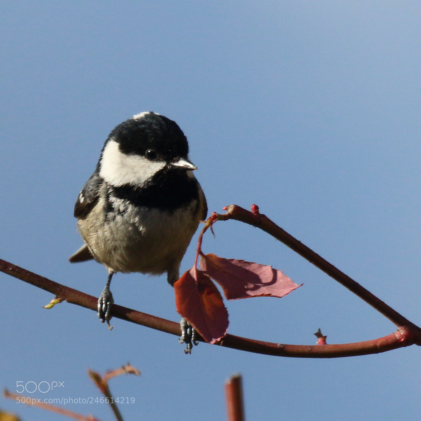 Canon EOS 7D Mark II sample photo. Noire sur branche photography
