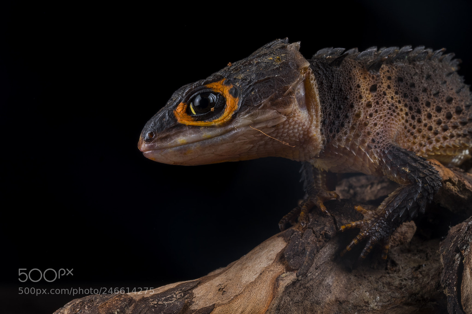 Fujifilm X-T10 sample photo. Baby dragon photography