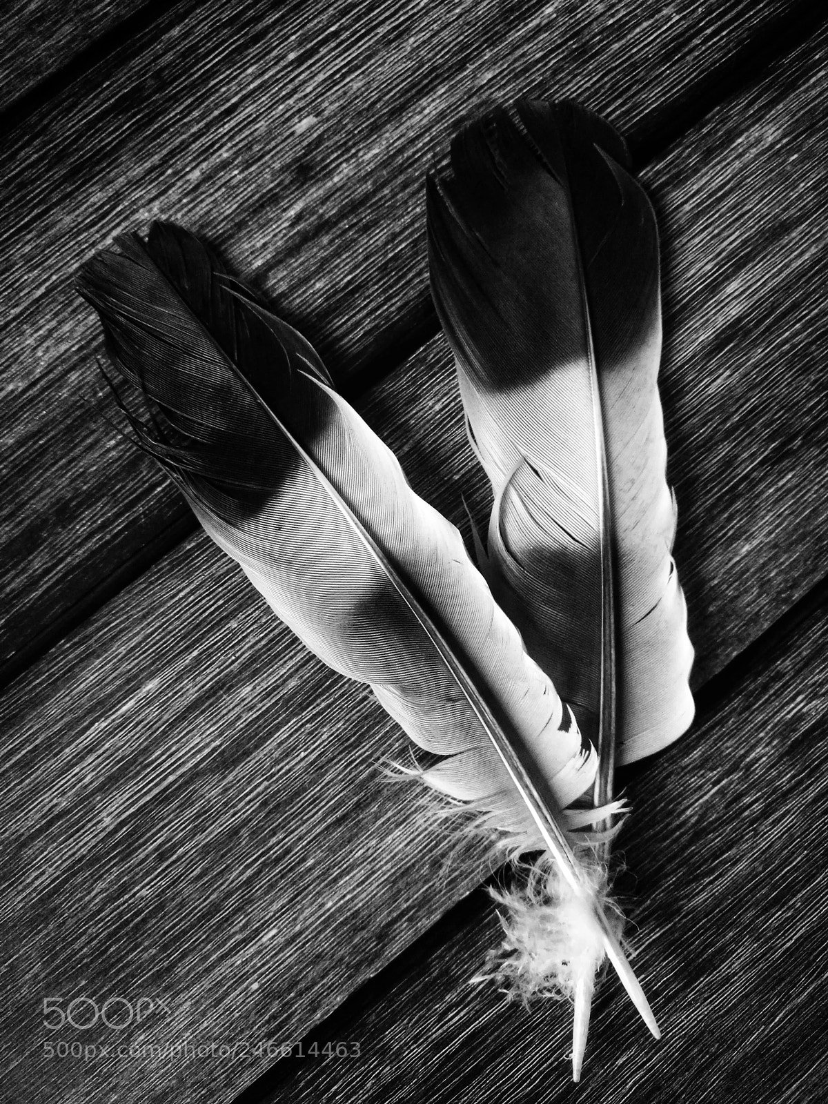HUAWEI Honor 8 sample photo. Feather photography