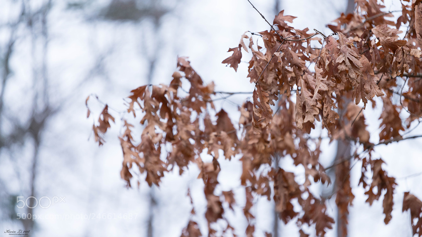 Nikon D850 sample photo. Lakeside without the lake photography