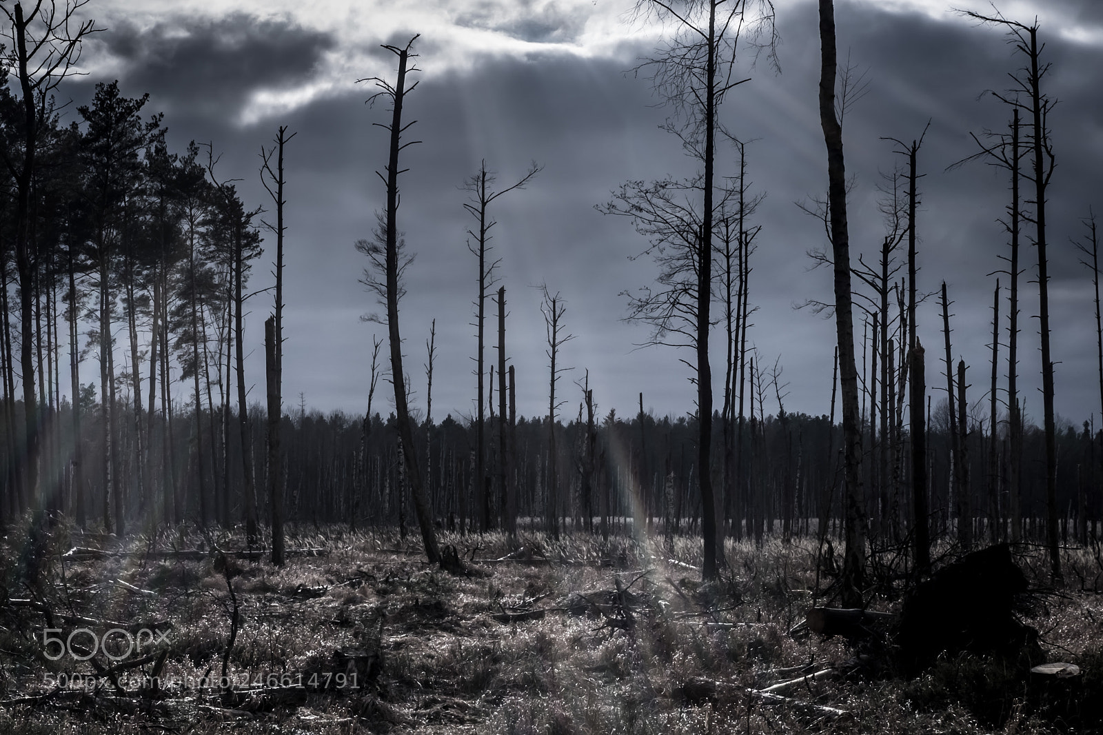 Fujifilm X-E2 sample photo. Empty forest photography