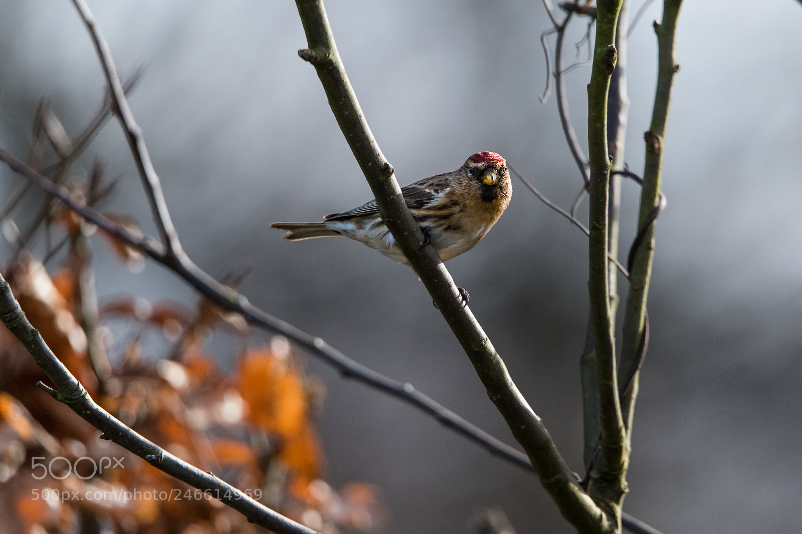 Nikon D850 sample photo. Redpoll in the branches photography