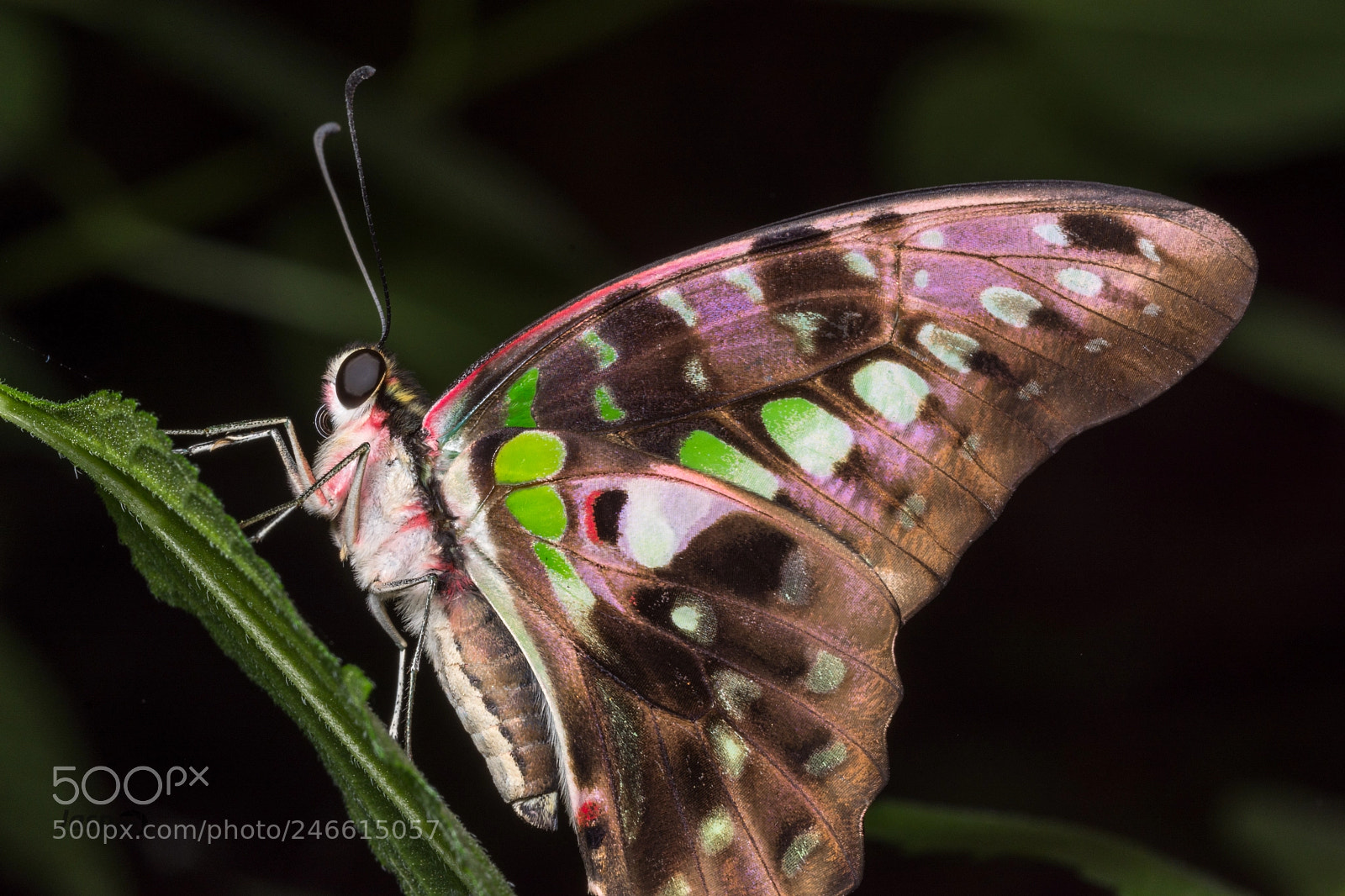 Nikon D7200 sample photo. Butterfly photography