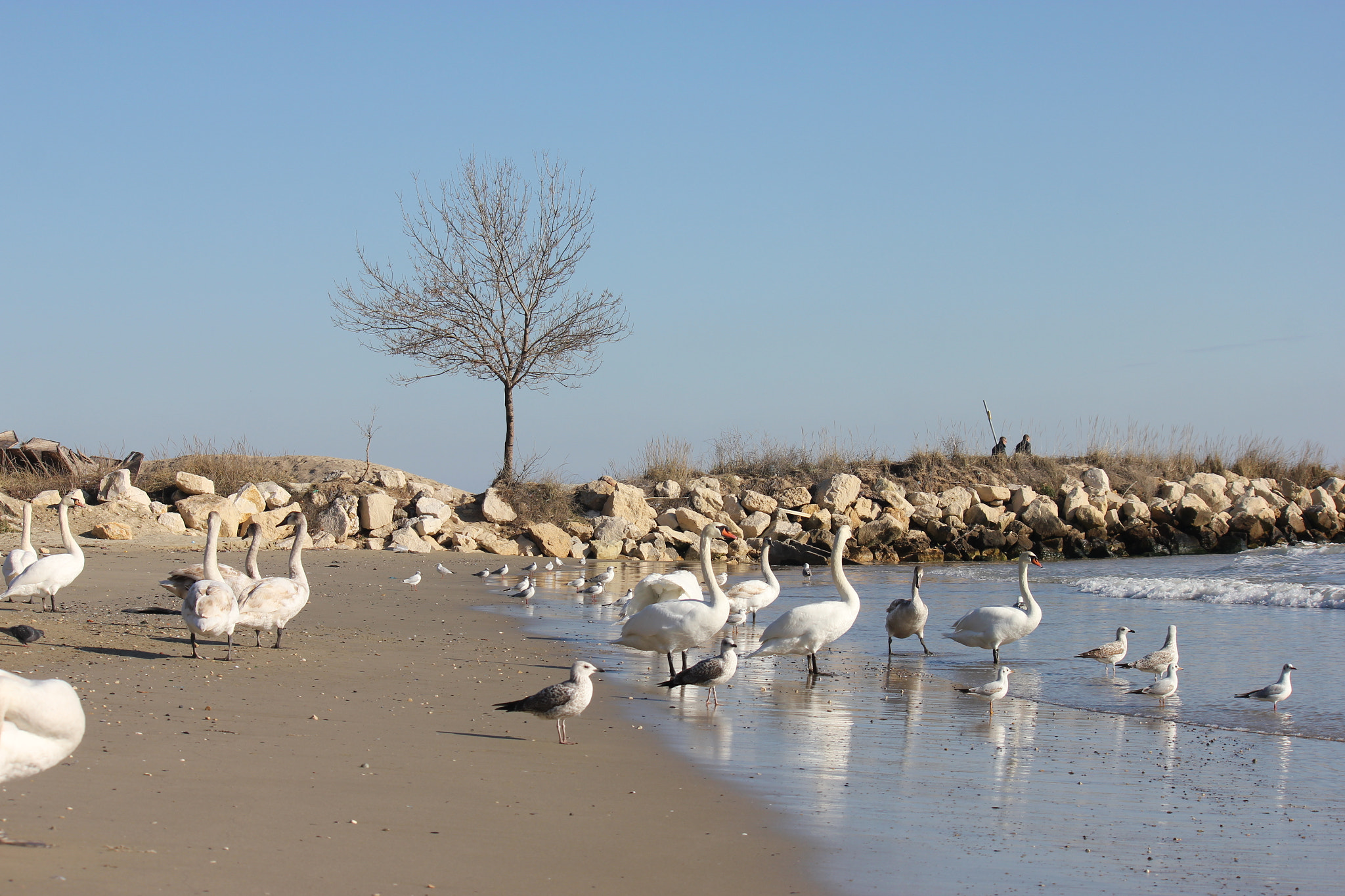 Canon EF-S 55-250mm F4-5.6 IS sample photo