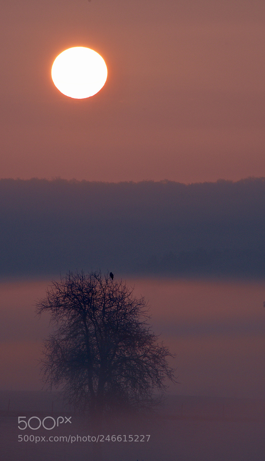 Nikon D500 sample photo. Untitled photography