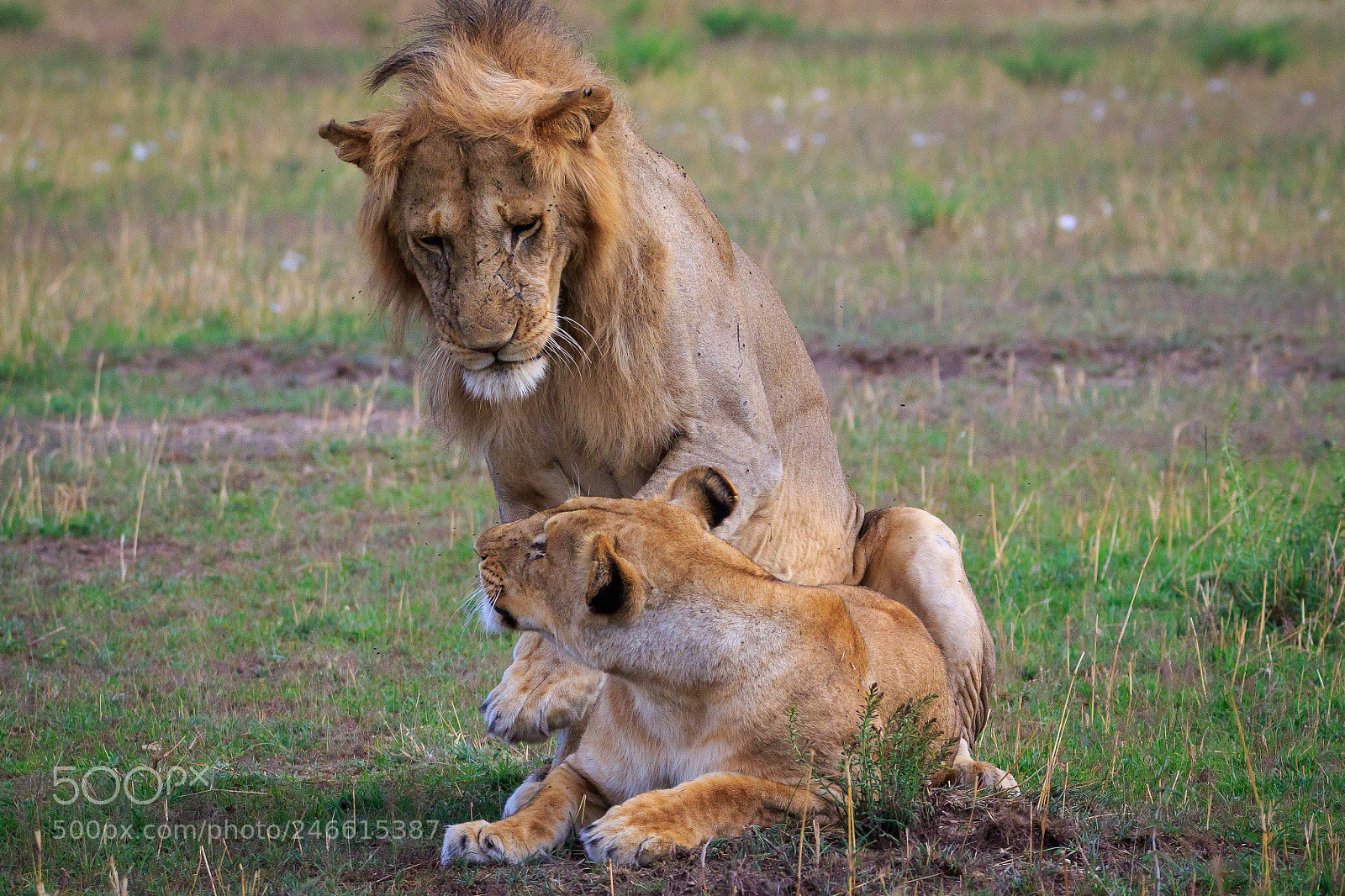 Canon EOS 7D Mark II sample photo. Tanzania - serengeti photography