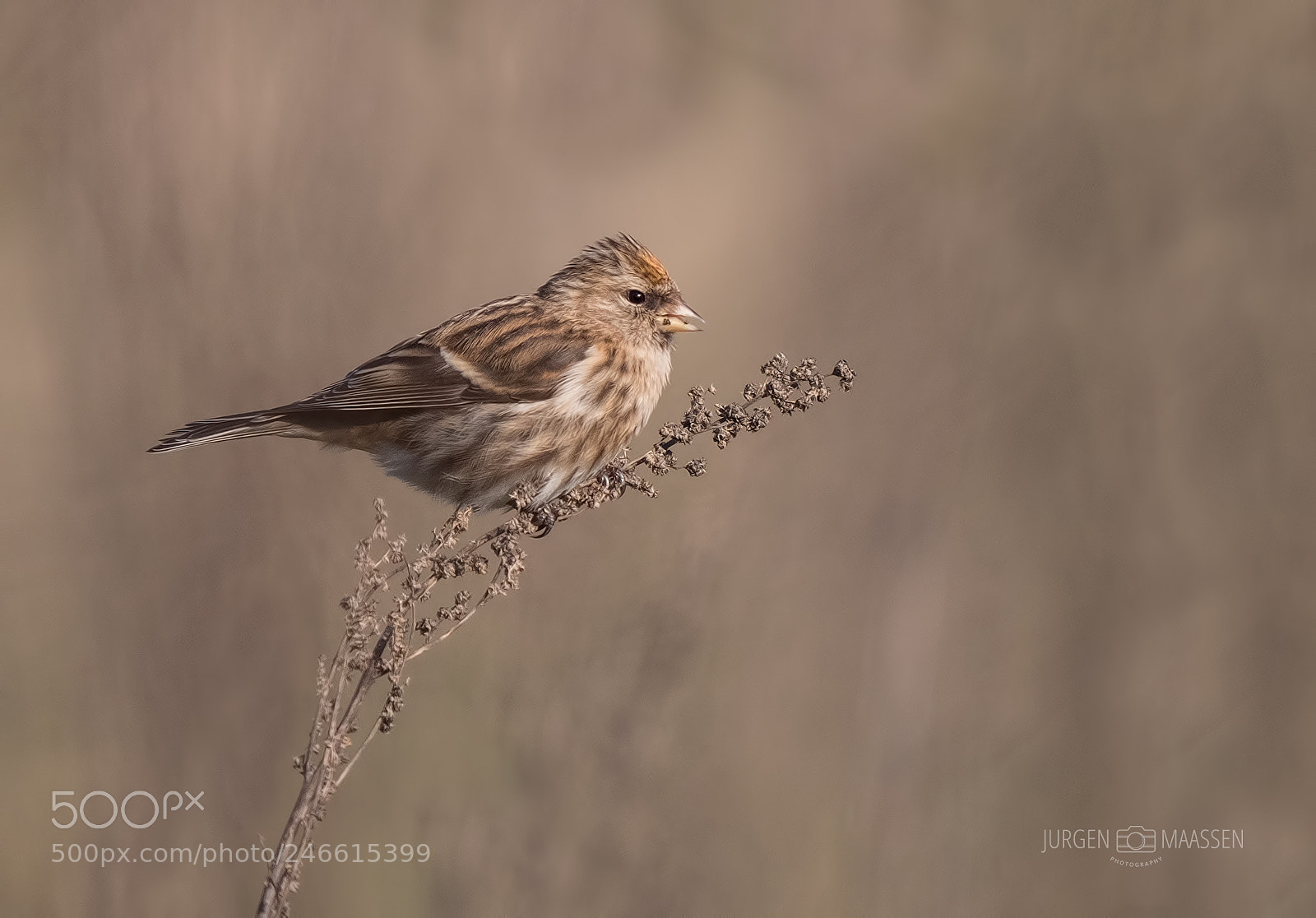 Panasonic Lumix DC-G9 sample photo. Lesser redpoll. photography