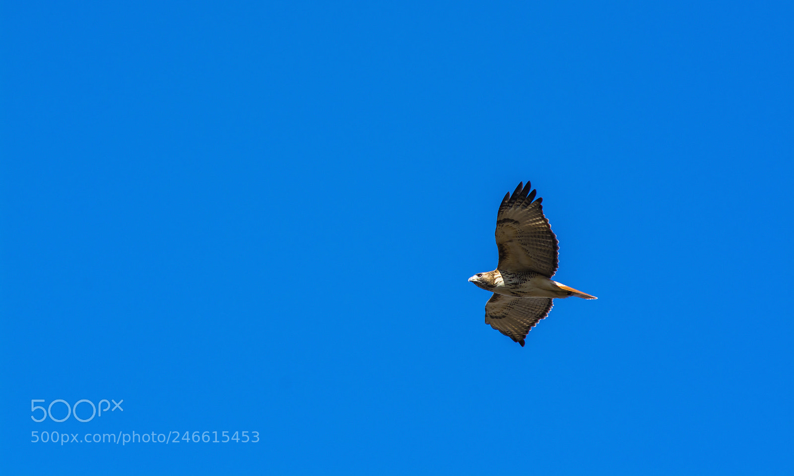 Nikon D7100 sample photo. Hawk in the big photography