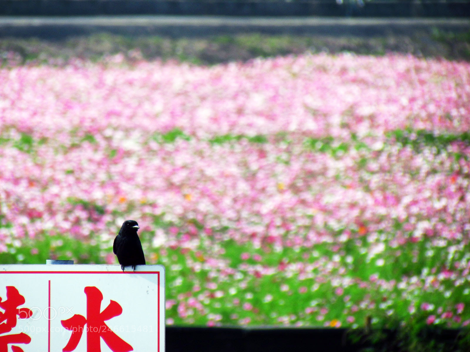 Canon PowerShot SX30 IS sample photo. Img-2 photography