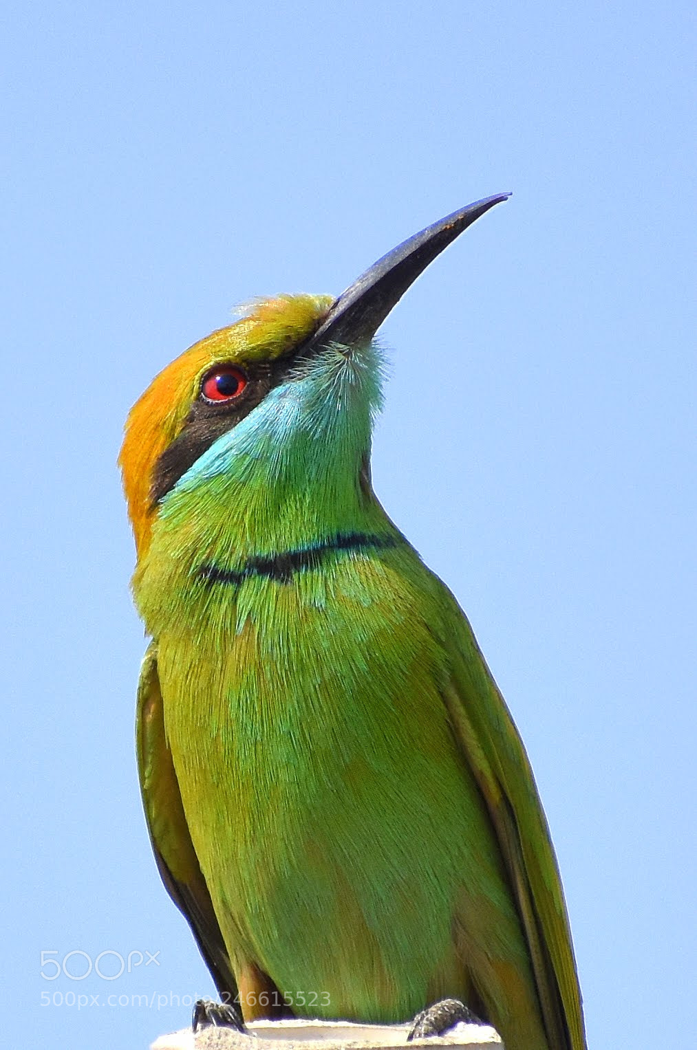 Nikon D7200 sample photo. Green bee eater photography