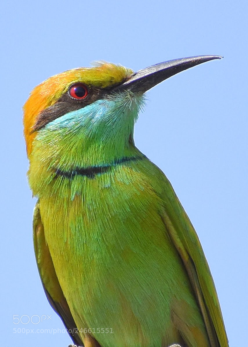Nikon D7200 sample photo. Green bee eater photography