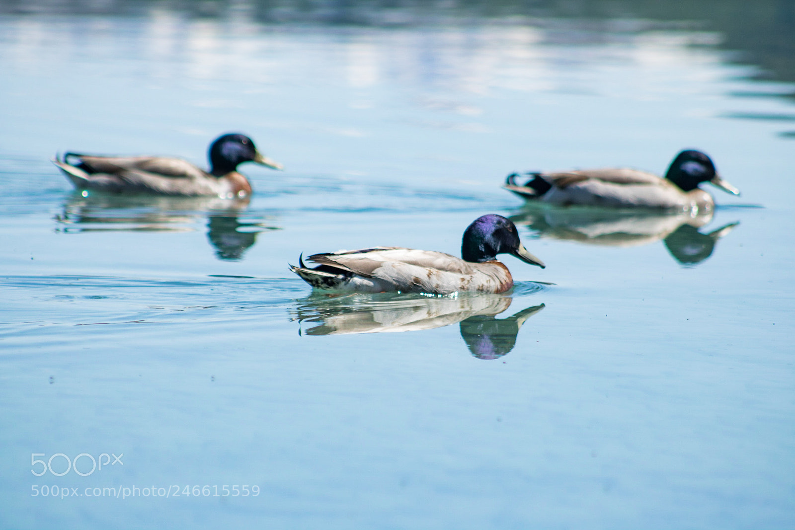 Canon EOS 750D (EOS Rebel T6i / EOS Kiss X8i) sample photo. 3 in a row photography