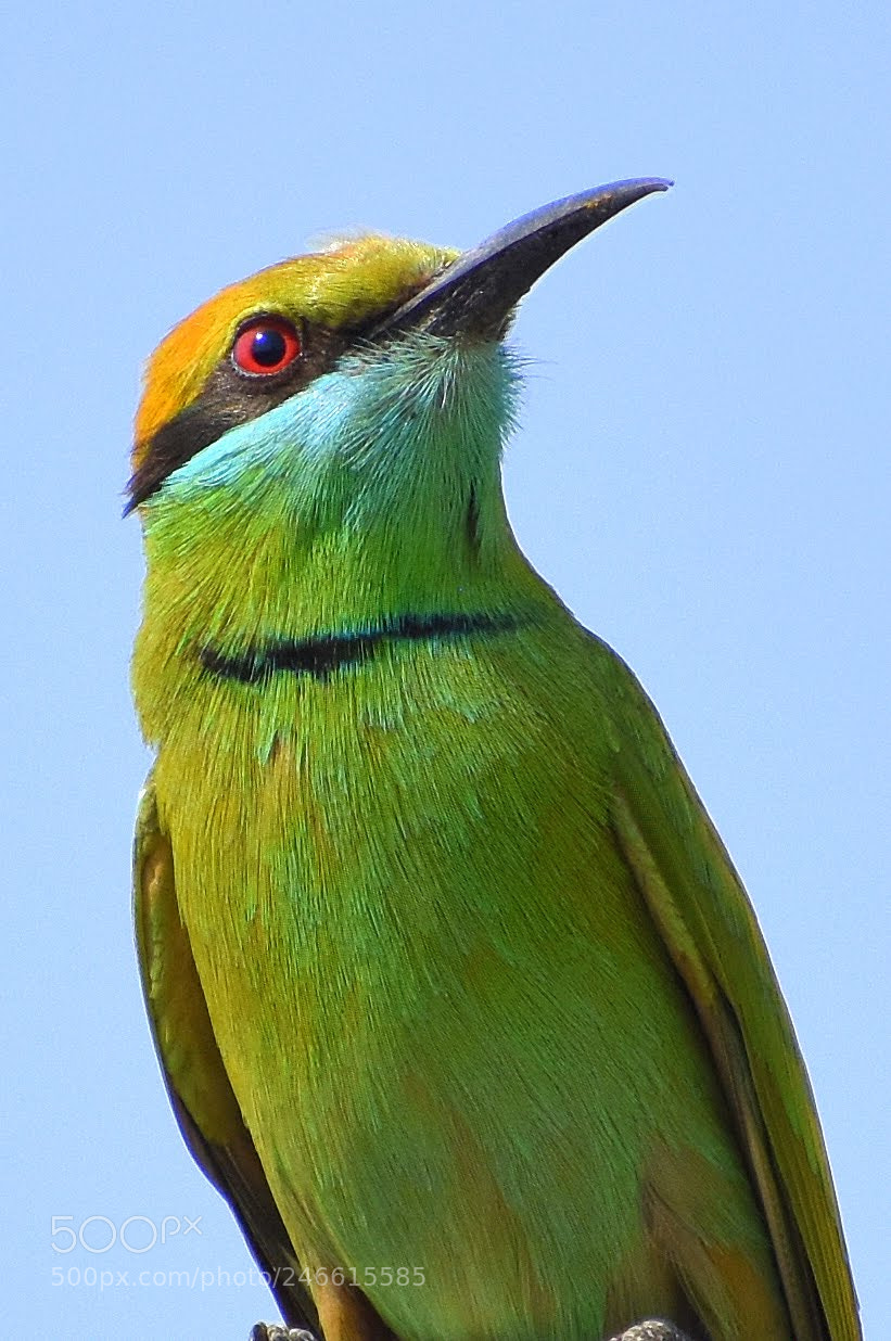 Nikon D7200 sample photo. Green bee eater photography