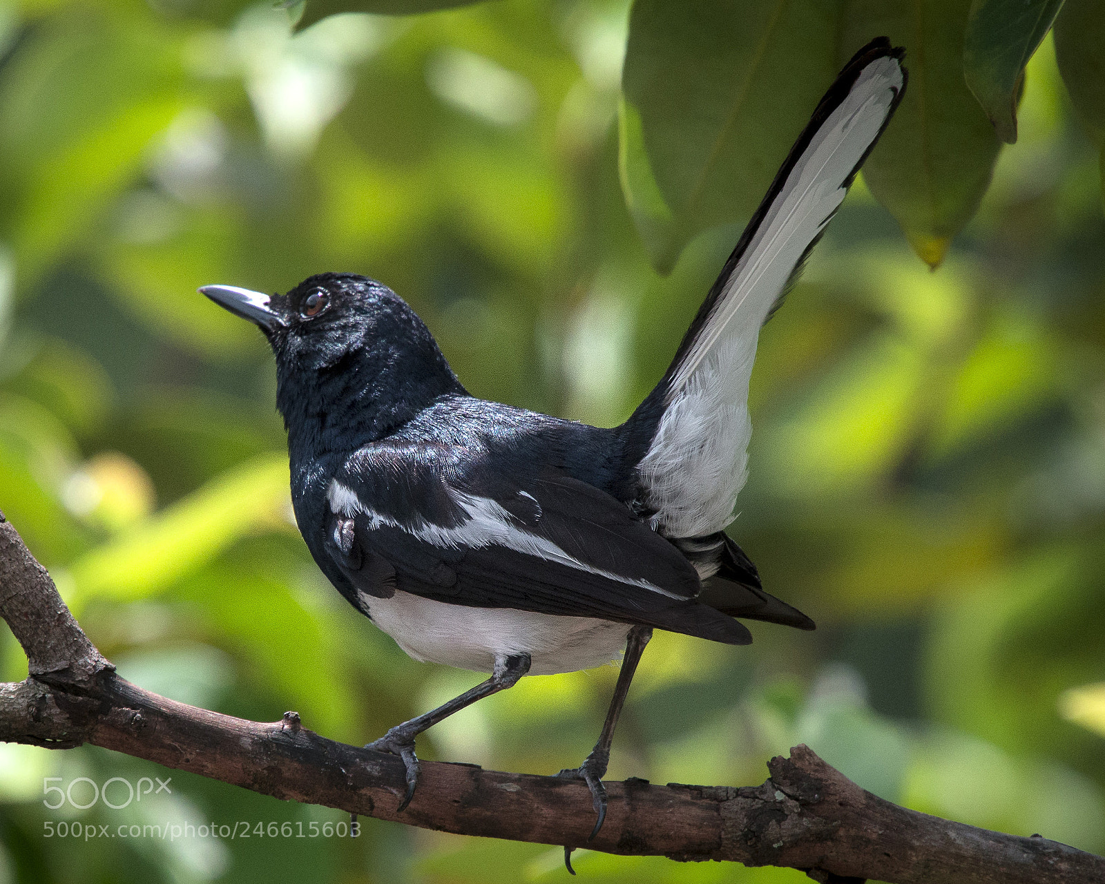 Nikon D7200 sample photo. Magpie in the light photography
