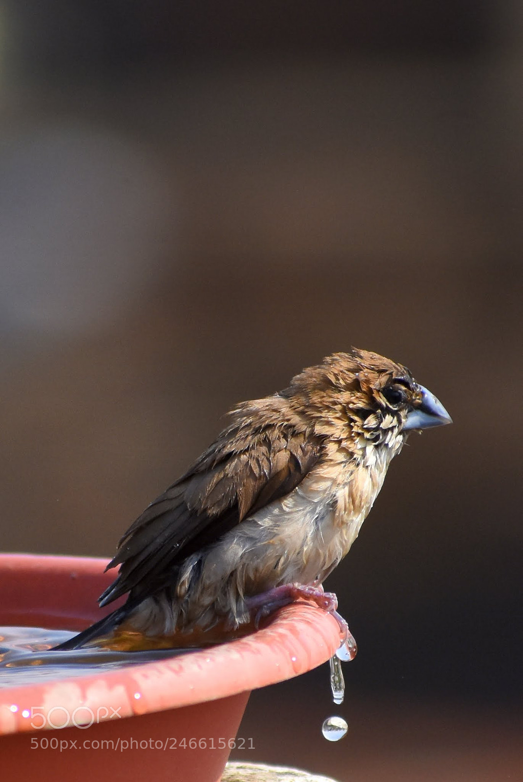 Nikon D7200 sample photo. Indian silver bill photography