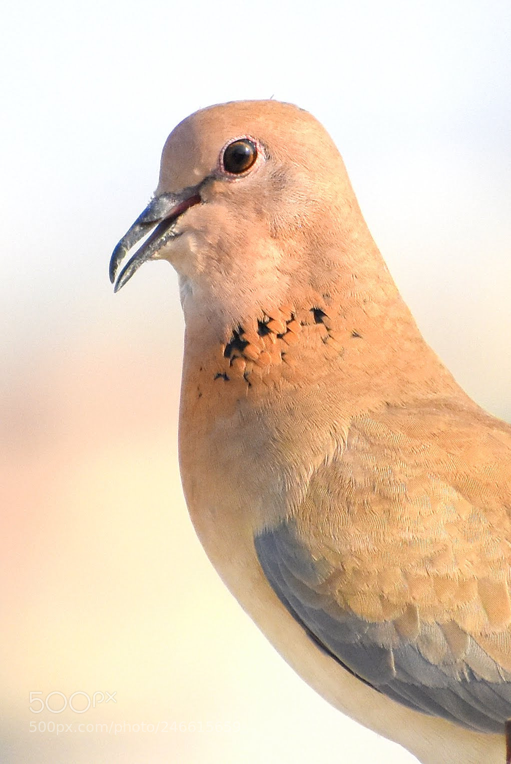 Nikon D7200 sample photo. Laughing dove photography
