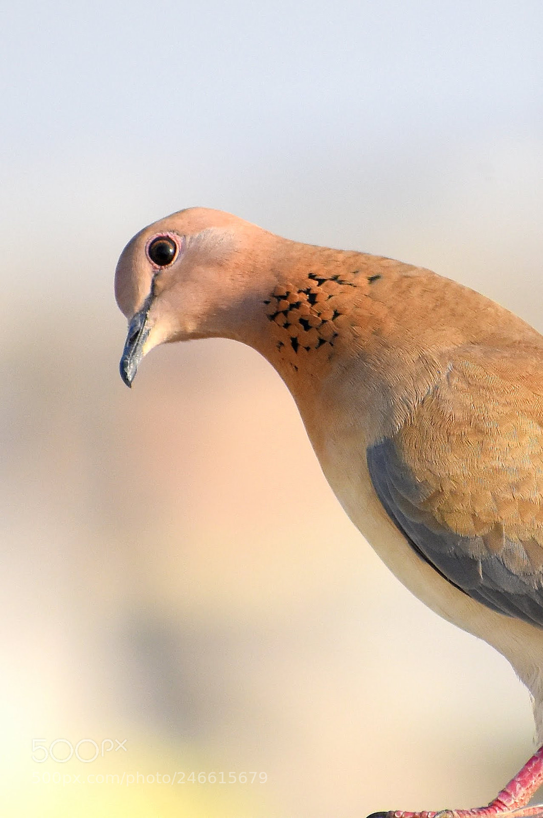 Nikon D7200 sample photo. Laughing dove photography