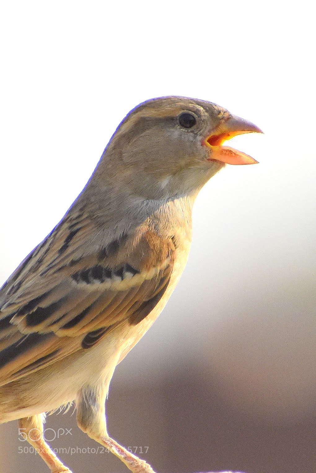 Nikon D7200 sample photo. House sparrow photography