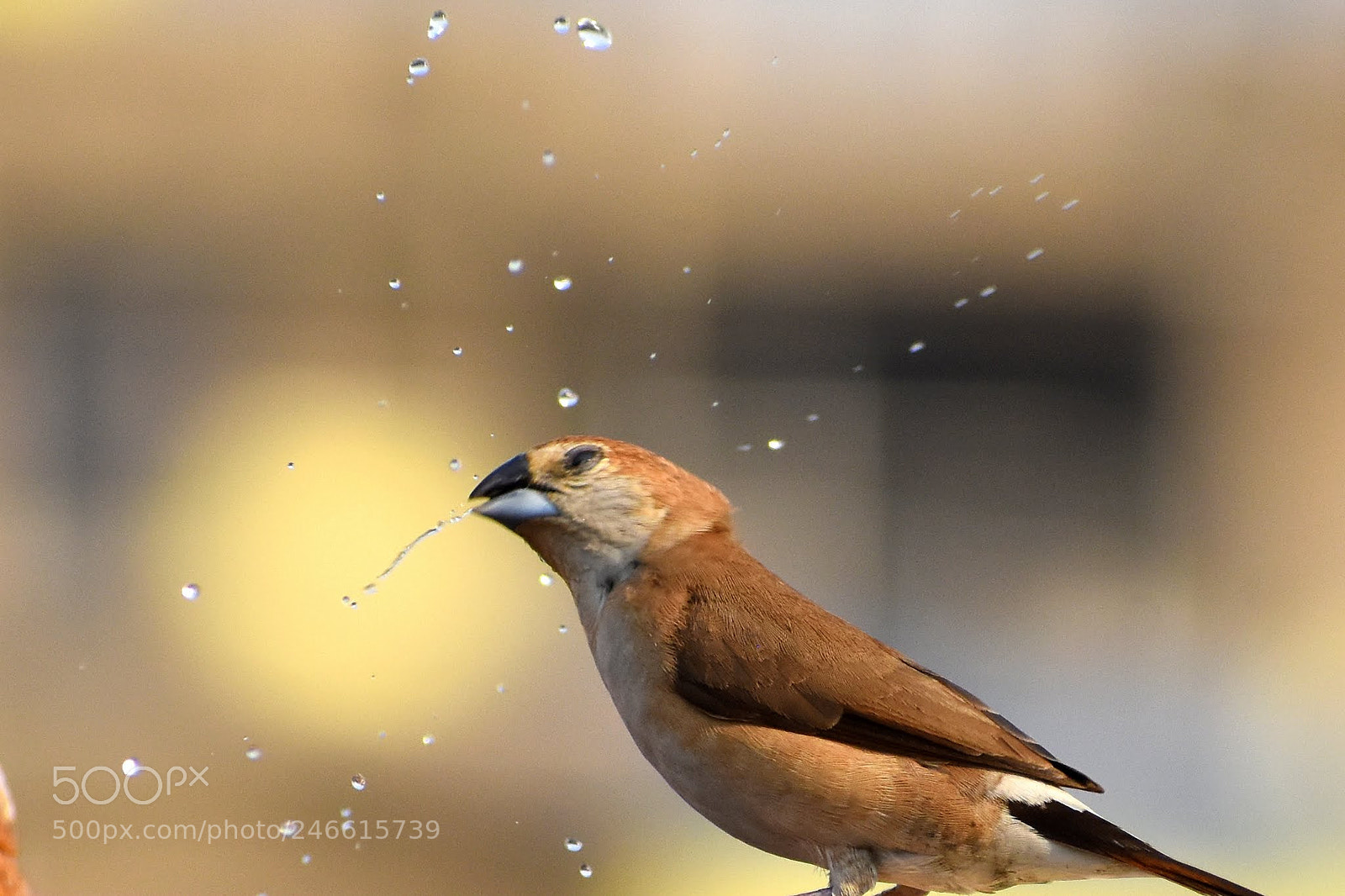 Nikon D7200 sample photo. Silver bill photography