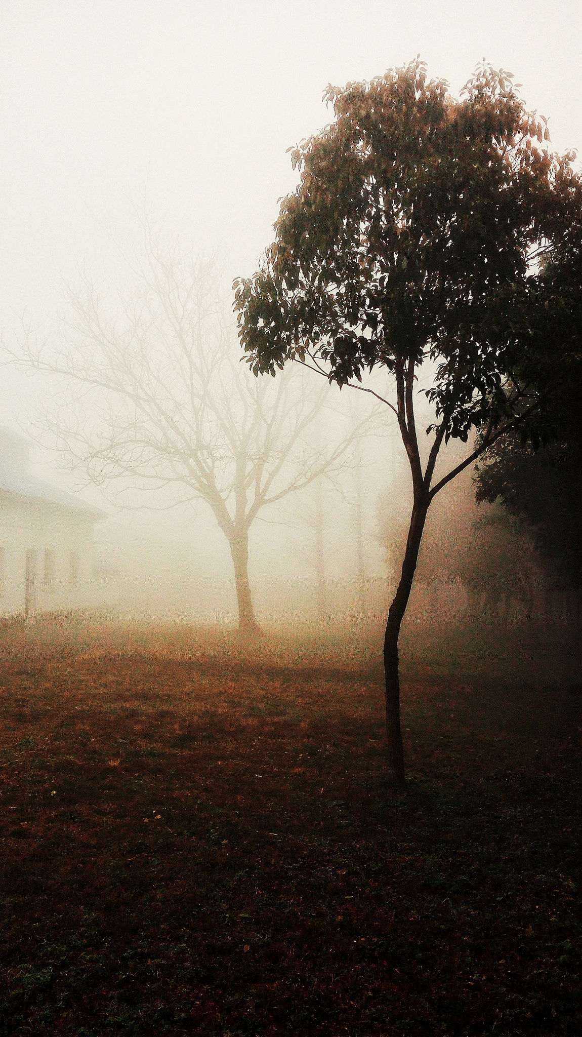 HUAWEI TANGO sample photo. Fog photography