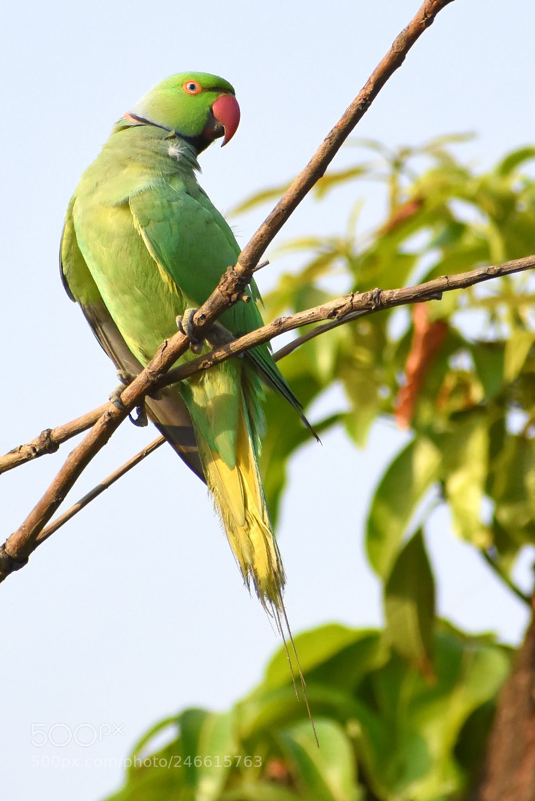 Nikon D7200 sample photo. Parakeet photography