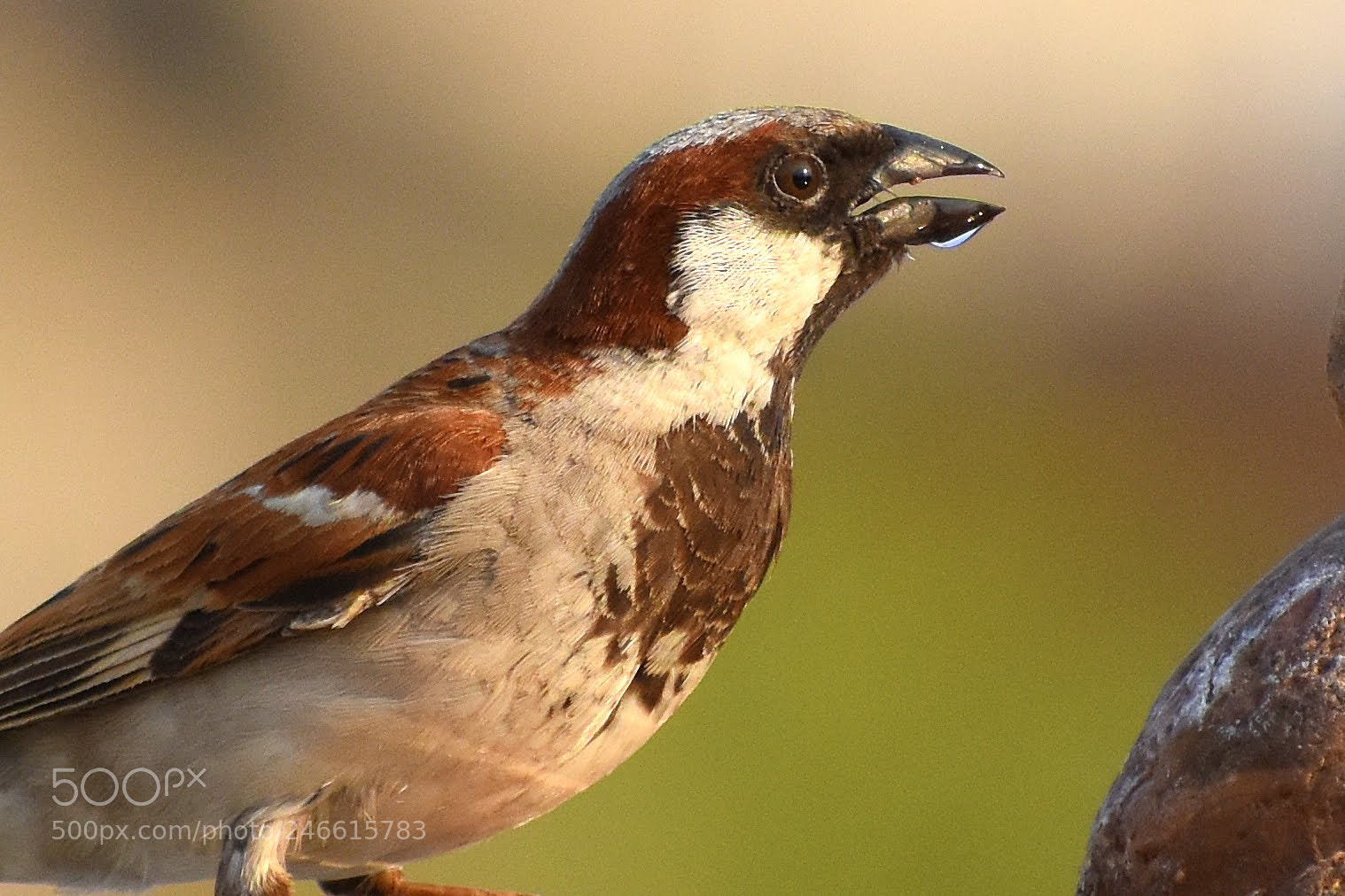 Nikon D7200 sample photo. House sparrow photography