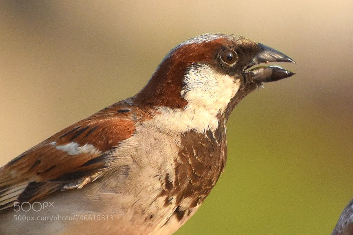 Nikon D7200 sample photo. House sparrow photography
