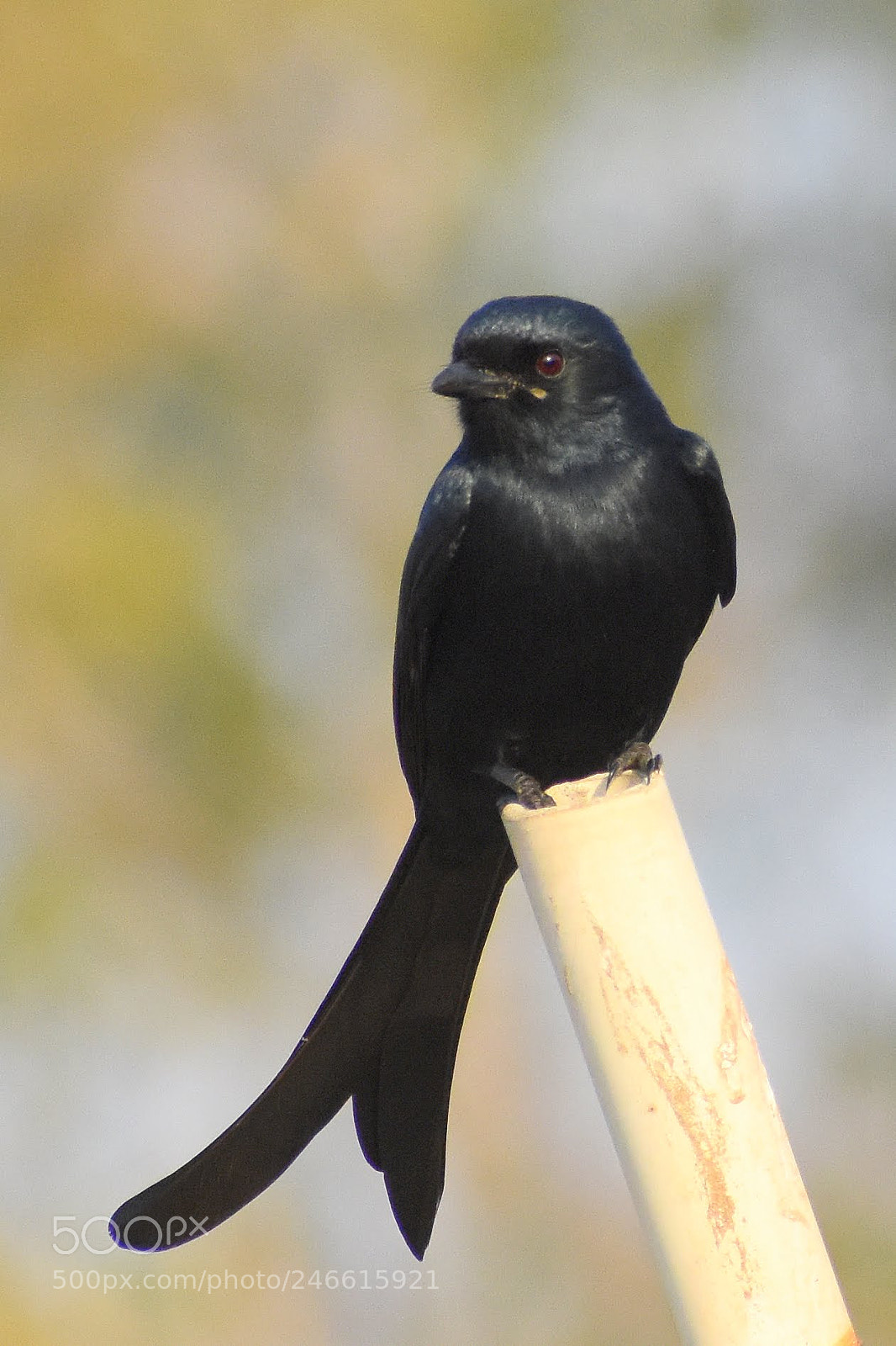 Nikon D7200 sample photo. Black drongo photography