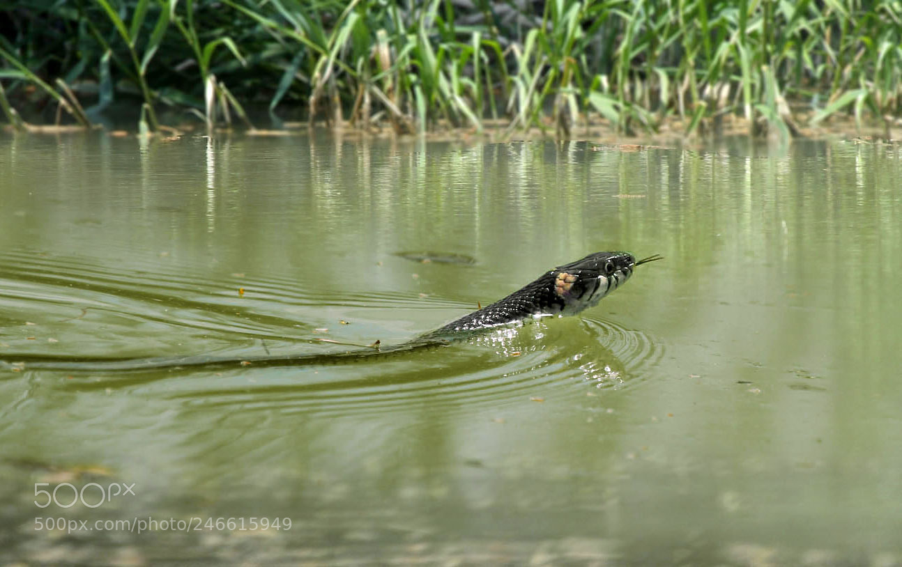 Canon EOS 60D sample photo. На охоту photography