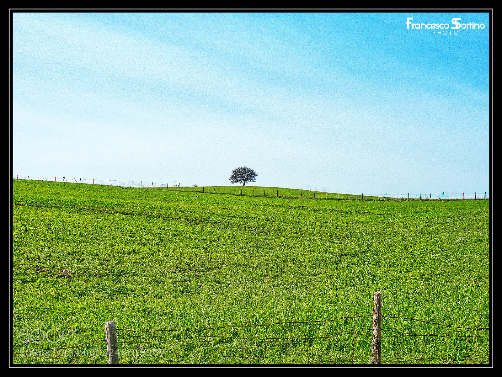 Olympus OM-D E-M10 sample photo. Isolated tree photography