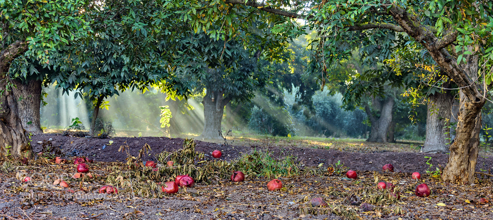 Nikon D7200 sample photo. The sunny rays in photography